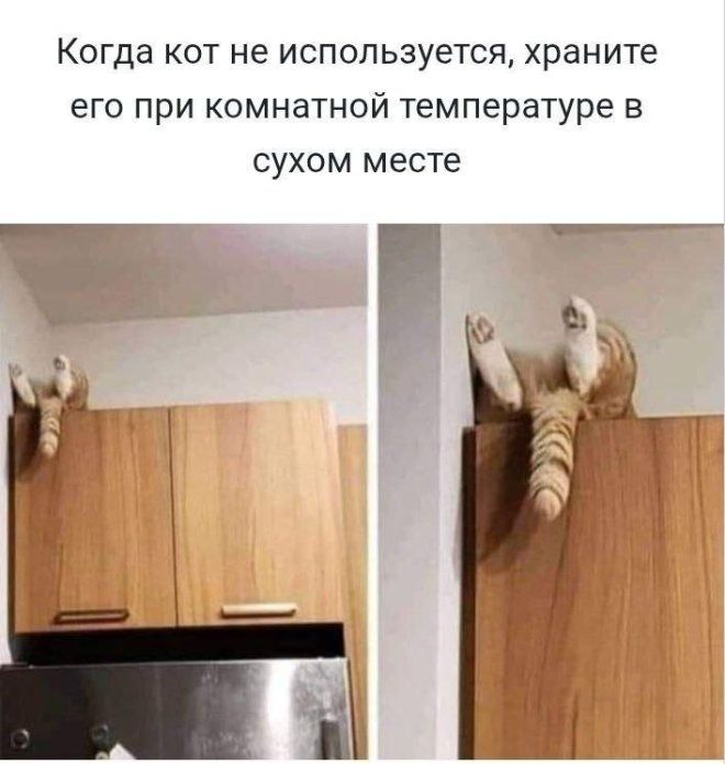 Когда кот не используется, храните его при комнатной температуре в сухом месте