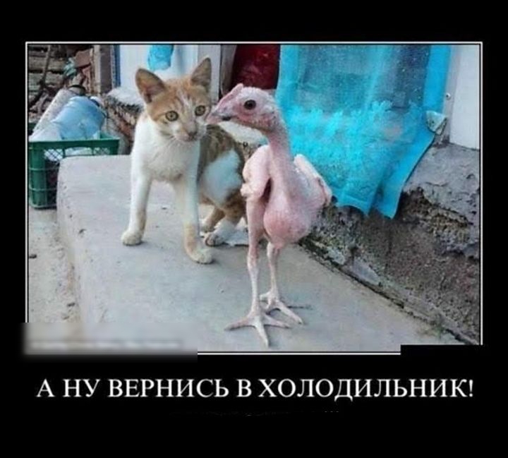 А НУ ВЕРНИСЬ В ХОЛОДИЛЬНИК