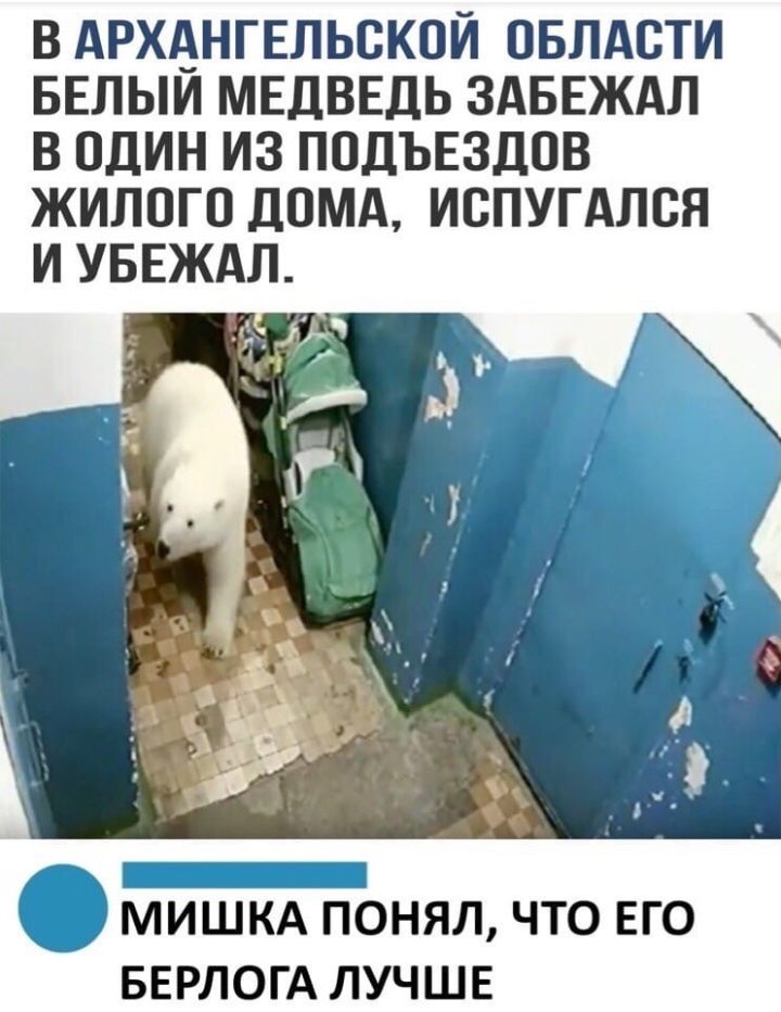 В АРХАНГЕЛЬСКОЙ ОБЛАСТИ БЕЛЫИ МЕДВЕДЬ ЗАБЕЖАЛ В ОДИН ИЗ ПОДЪЕЗДОВ ЖИЛОГО ДОМА ИОПУГАЛОЯ МИШКА ПОНЯЛ ЧТО ЕГО БЕРЛОГА ЛУЧШЕ
