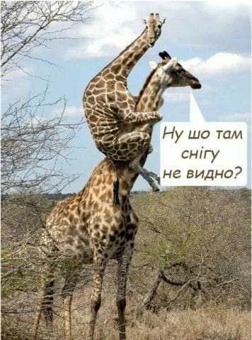 снігу не видно