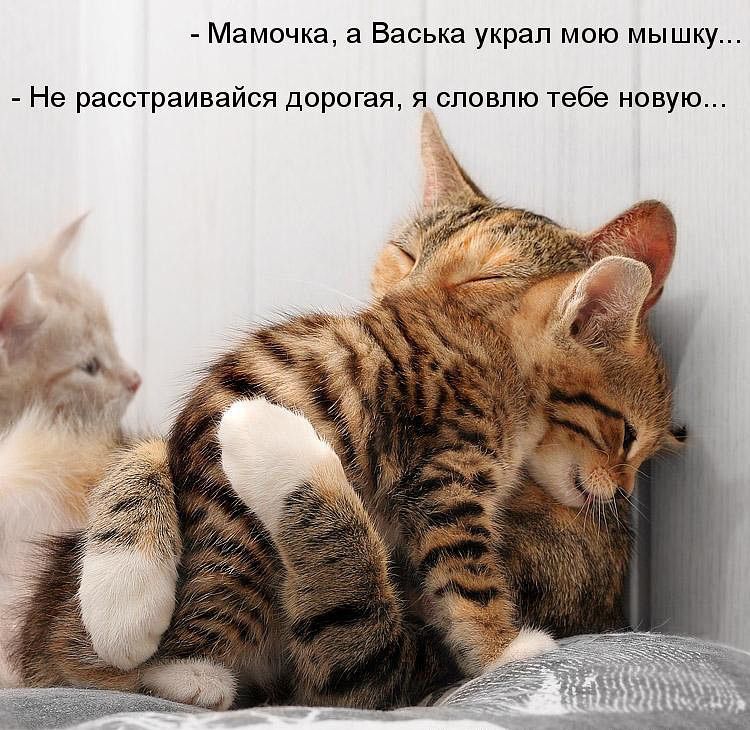Мамочка а Васька украп мою мышку Не расстраивайся дорогая я сповпю тебе новую