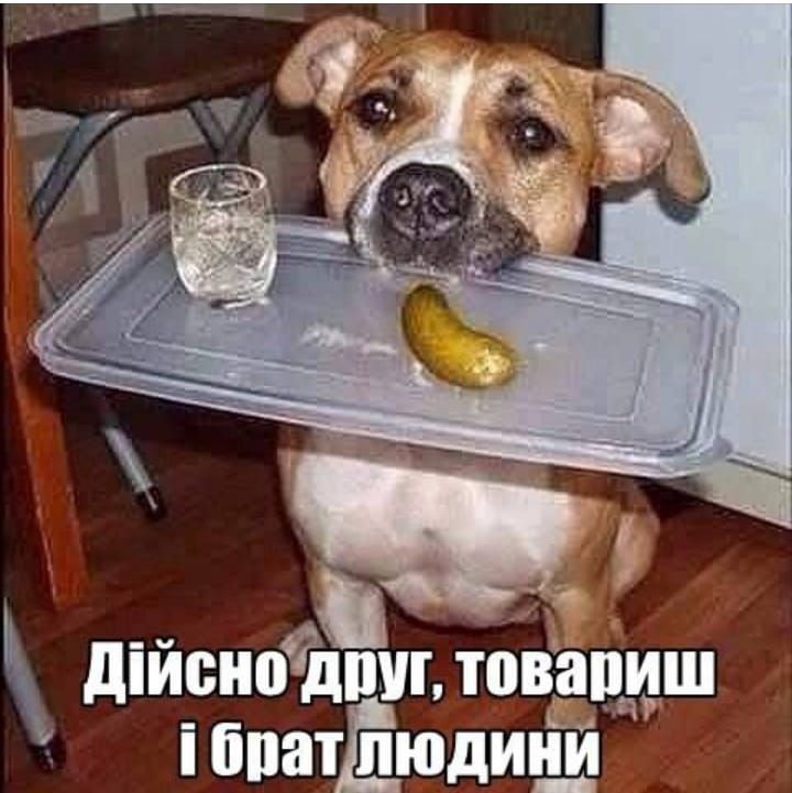 дійснодішш товарищ ібпатЕ пюдинй