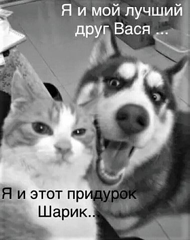 Б и этот пр ЬШарик