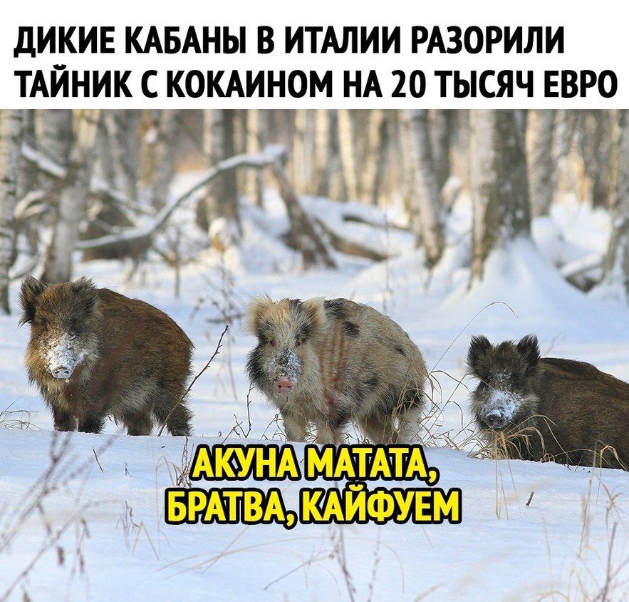 дИКИЕ КАБАНЫ В ИТАЛИИ РАЗОРИЛИ ТАЙНИК С КОКАИНОМ НА 20 ТЫСЯЧ ЕВРО 11