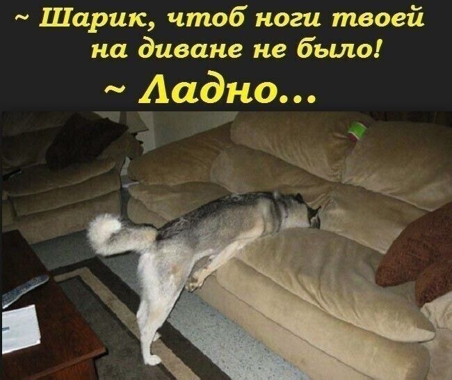 Шарик чтоб ноги твоей на диване не было Аадно д _ М 7 а д