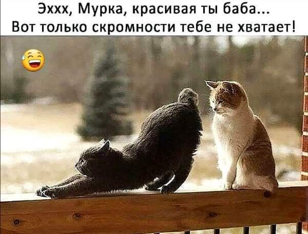 Эххх Мурка красивая ты баба Вот только скромности тебе не хватает