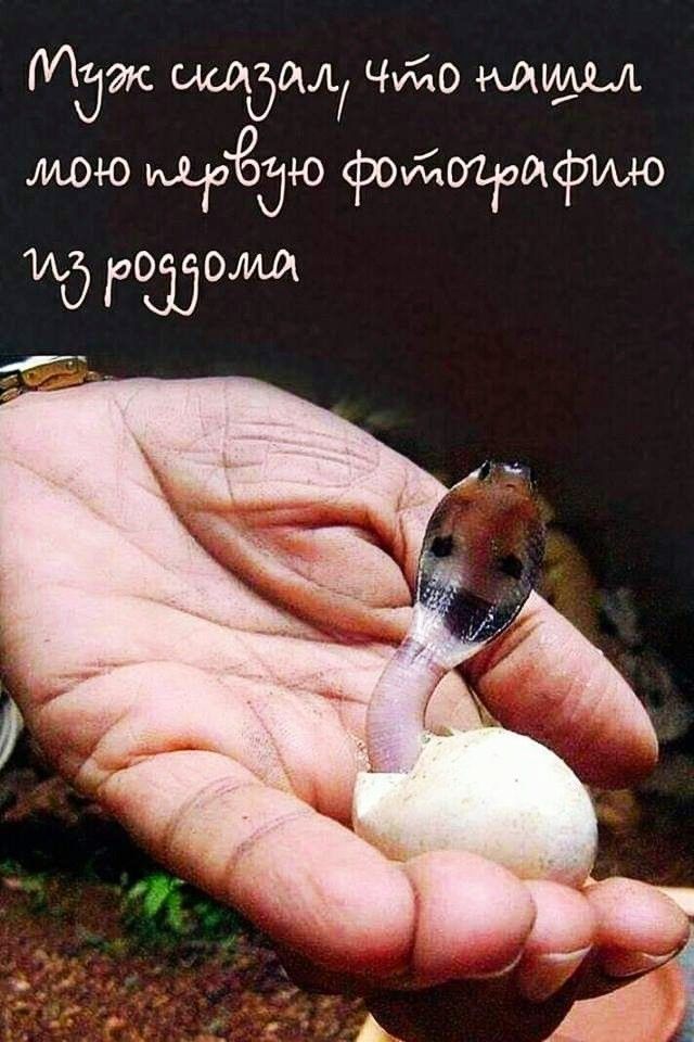 Маш щадил Чийо мммъ мою 11583143 фойоцоичтмо ид атома