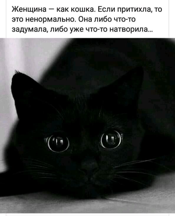 Женщина как кошка Если притихла то это ненормально Она либо что то задумала либо уже чтото натворила