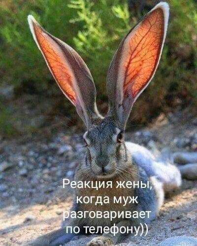 зговаривает _ Тютелефон х