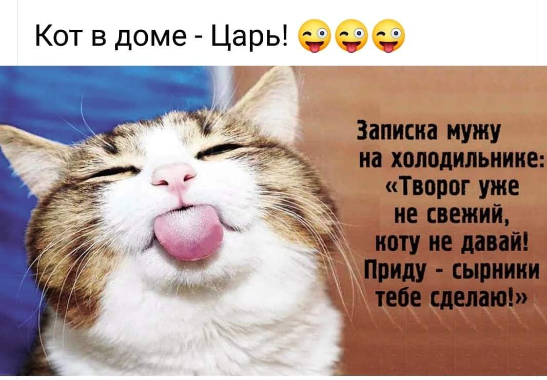 Кот в доме Царь ___ _ ___ Записиа мужу на холодильнике Творог уже ие свежий иоту не дани Приду сырники мешаю