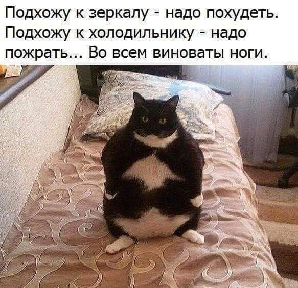 Подхожу к зеркалу надо похудеть Подхожу к холодильнику надо пожрать Во всем виноваты ноги