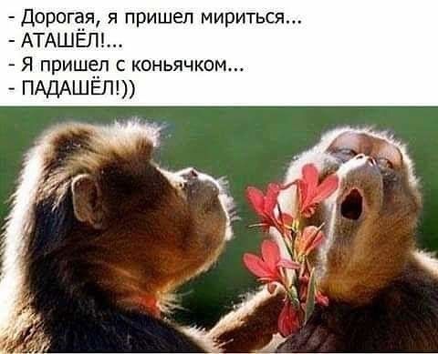Дорогёя я пришел мириться АТАШЕЛ Я пришел с коньячком ПАДАШЁЛ