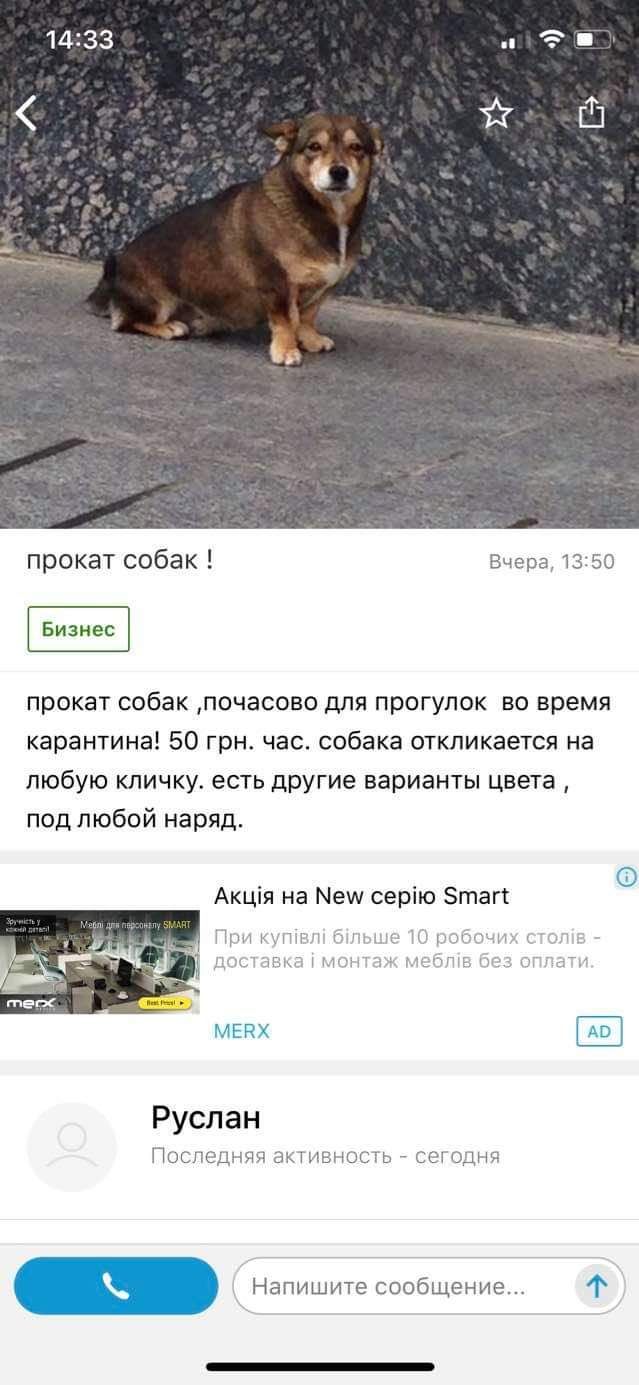 прокат собак Вчара 13 50 Бизнес прокат собак почасово для прогулок во время карантина 50 грн час собака откликается на любую кличку есть другие варианты цвета под любой наряд Акція на Нет серію Зтагт тт напр п Руслан Последняя активность СШ Одни Напишите сообщение