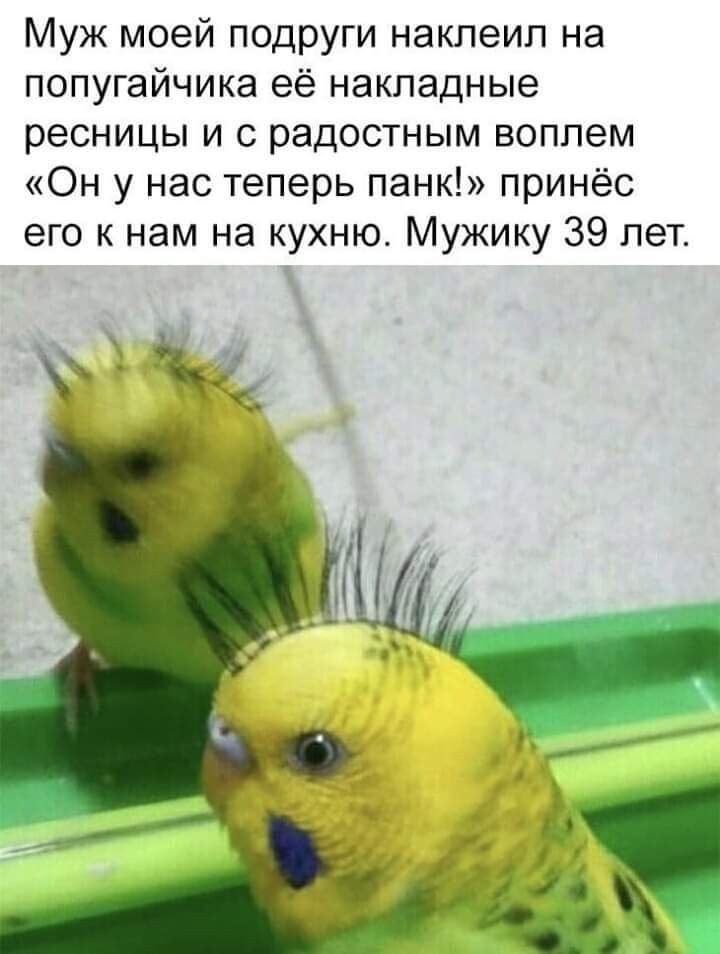 Муж моей подруги наклеип на попугайчика её накладные ресницы и с радостным воплем Он у нас теперь панк принёс его к нам на кухню Мужику 39 лет