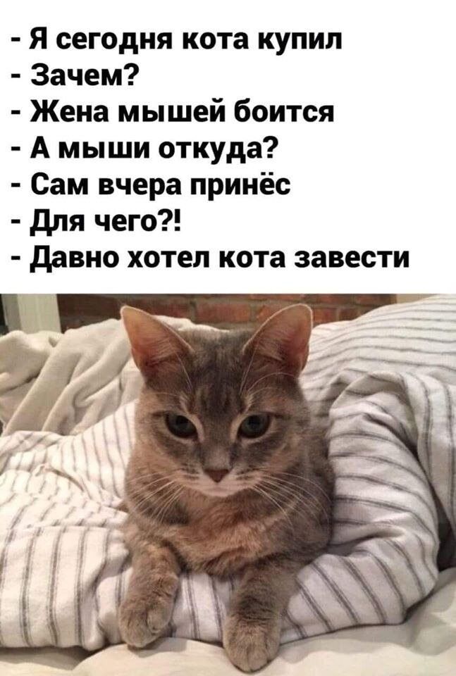 Я сегодня кота купил Зачем Жена мышей боится А мыши откуда Сам вчера принёс для чего давно хотел кота завести
