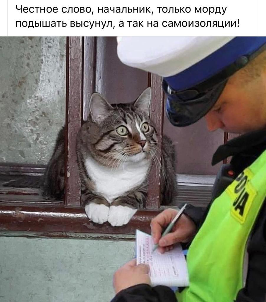 Честное слово начальник только морду подышать высунул а так на самоизоляции