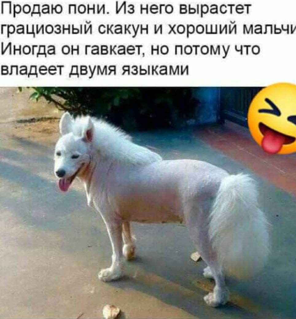 Продаю пони Из него вырастет грациозный скакун и хороший мапьч Иногда он гавкает но потому что владеет двумя языками