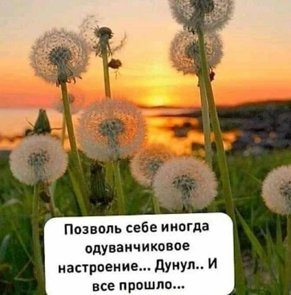 Позволь себе иногда одуванчиковое настроение дунуп И всепрошпо