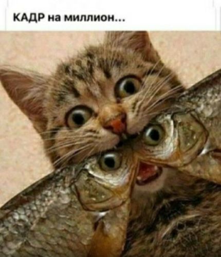 КАДР на миллион