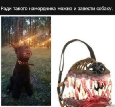 Ради гакшш намордиика чвжю и наши собаку