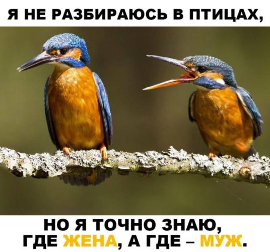 Я НЕ РАЗБИРАЮСЬ В ПТИЦАХ НО Я ТОЧНО ЗНАЮ ГДЕ ЖЕНА А ГДЕ МУЖ
