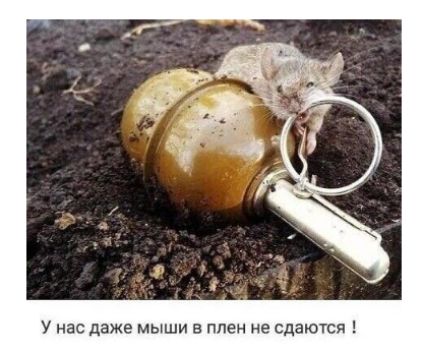 У нас даже мыши в плен не сдаются