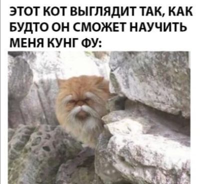 ЭТОТ КОТ ВЫГЛЯДИТ ТАК КАК БУДТО ОН СМОЖЕТ НАУЧИТЬ МЕНЯ КУНГ ФУ