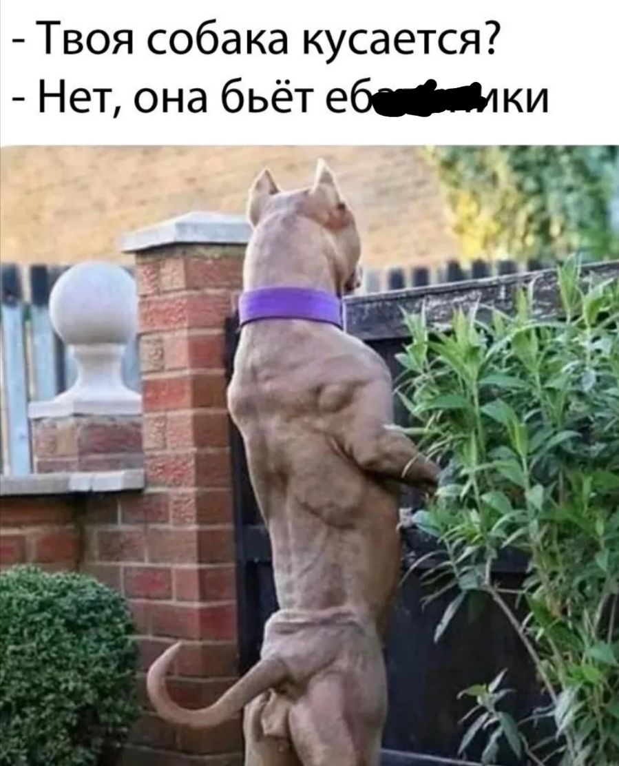 Твоя собака кусается Нет она бьёт ебки