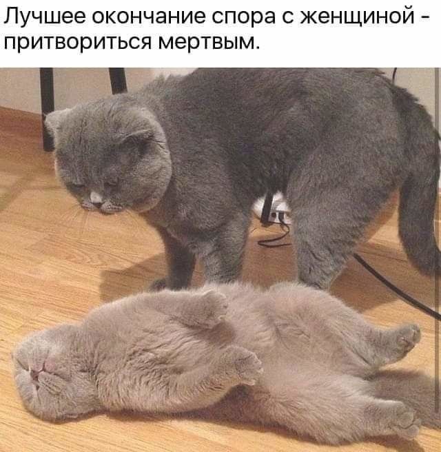лучшее ОКОНЧЭНИЭ спора С ЖВНЩИНОЙ ПРИТВОРИТЬСЯ МЗРТВЫМ гг и А