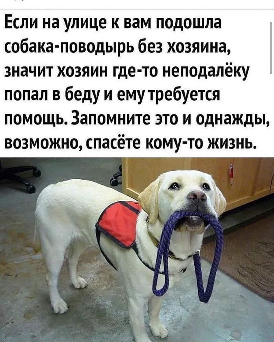 Если на улице к вам подошла собака поводырь без хозяина значит хозяин где то неподалёку попал в беду и ему требуется помощь Запомните это и однажды возможно спасёте кому то жизнь