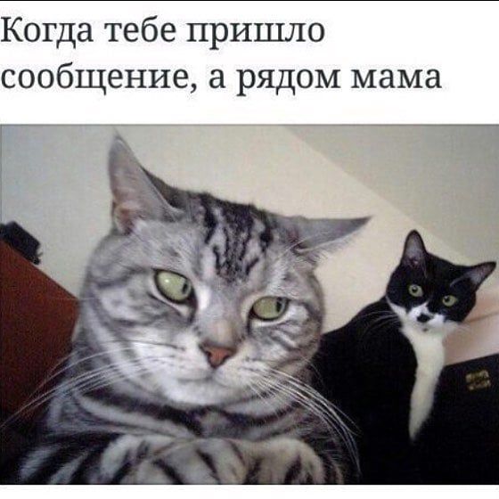 Когда тебе пришло сообщение а рядом мама