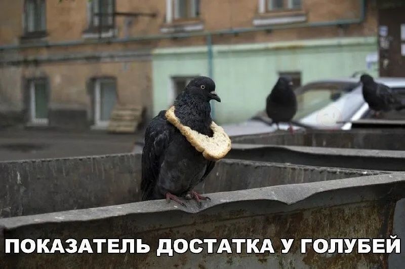 ПОКАЗАТЕЛЬ дОСТАТКА У ГОПУБЕЙ
