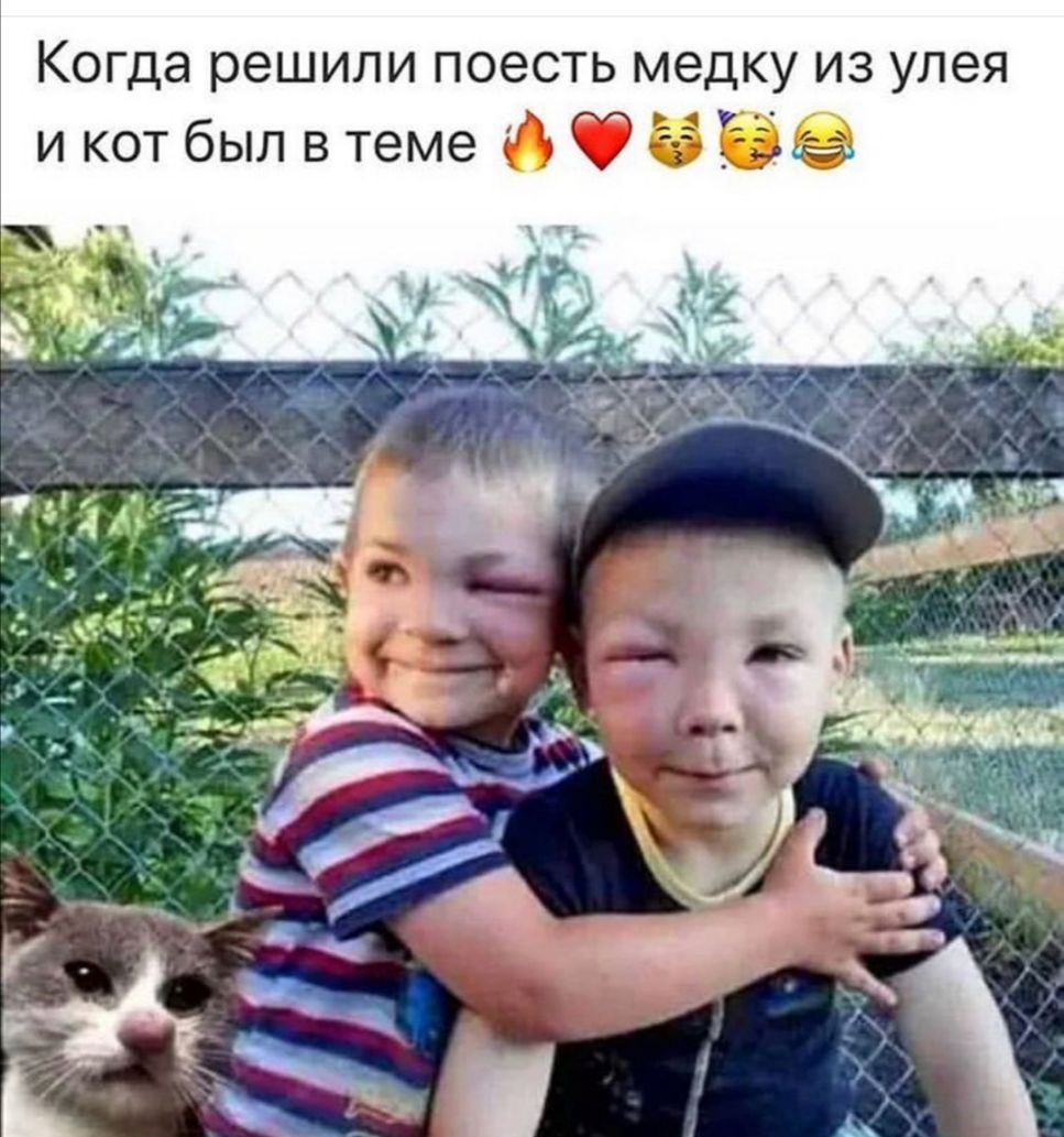 Когда решили ПОЭСТЬ медку ИЗ УЛЭЯ и кот был втеме Фбв
