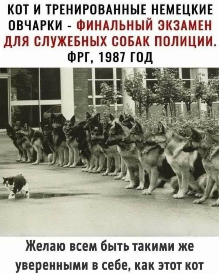 КОТ И ТРЕНИРОВАННЫЕ НЕМЕЦКИЕ ОВЧАРКИ ФИНАЛЬНЫЙ ЭКЗАМЕН ДЛЯ СЛУЖЕБНЫХ СОБАК ПОЛИЦИИ ФРГ 1987 ГОД Желаю всем быть такими же уверенными в себе как этот кот