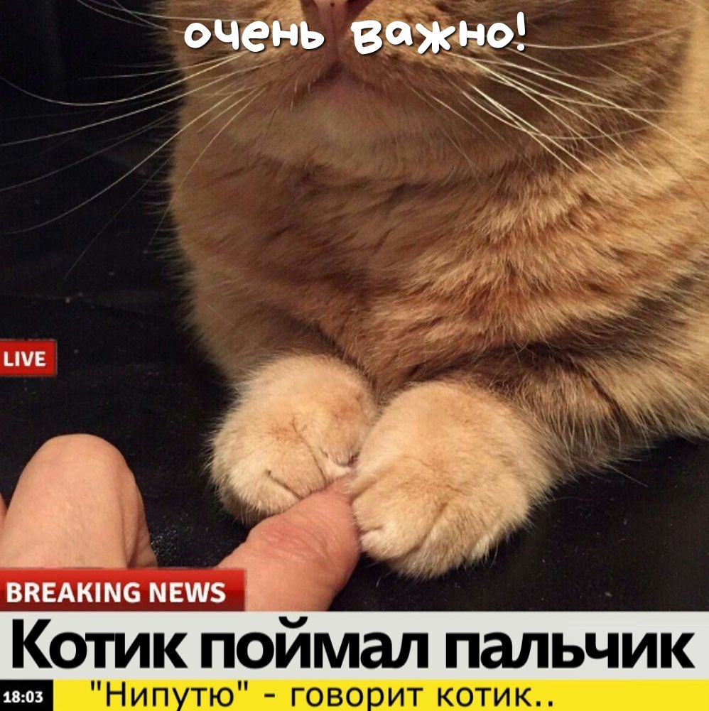ЁЧЁЁЪ ВджзаёЫ ё и 7 _ ЦУЕ введите Котик поймал пальчик 1003