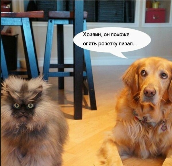 Хозяин он похоже опять розетку лизал