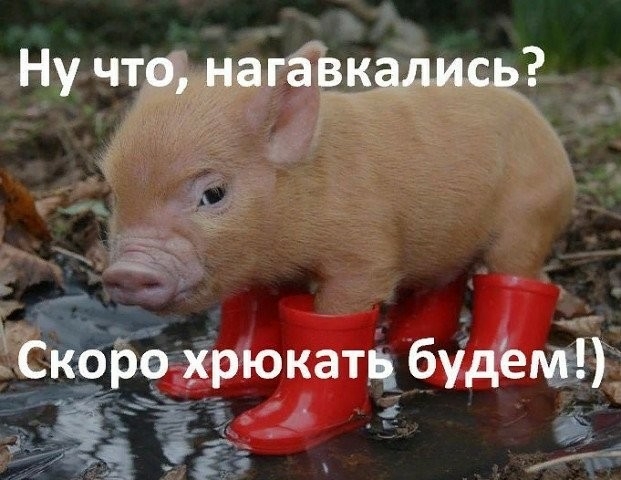 Ну чта нагёв5алишз а 1 г Скоро хрюкатц будемг