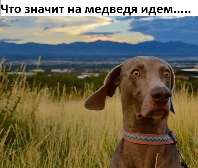 Что значит на медведя идем _ _