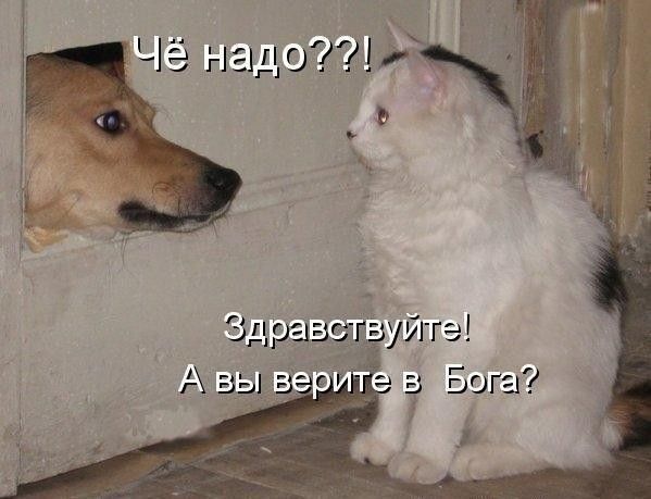 Чё надо