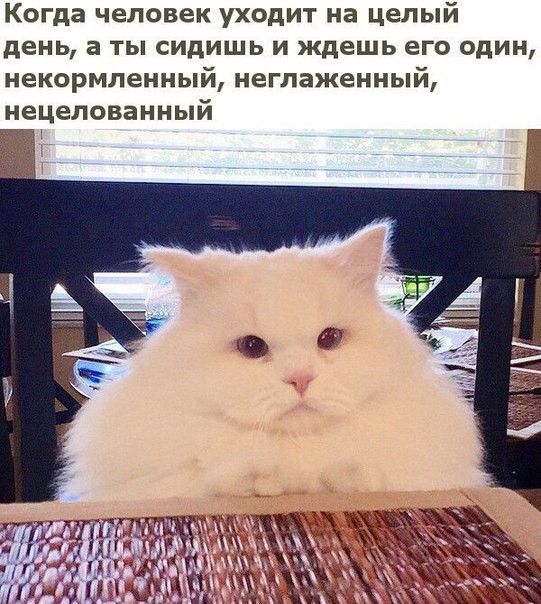 Когда человек уходит на целый день а ты сидишь и ждешь его один некормлеиный иеглаженный нецелованный