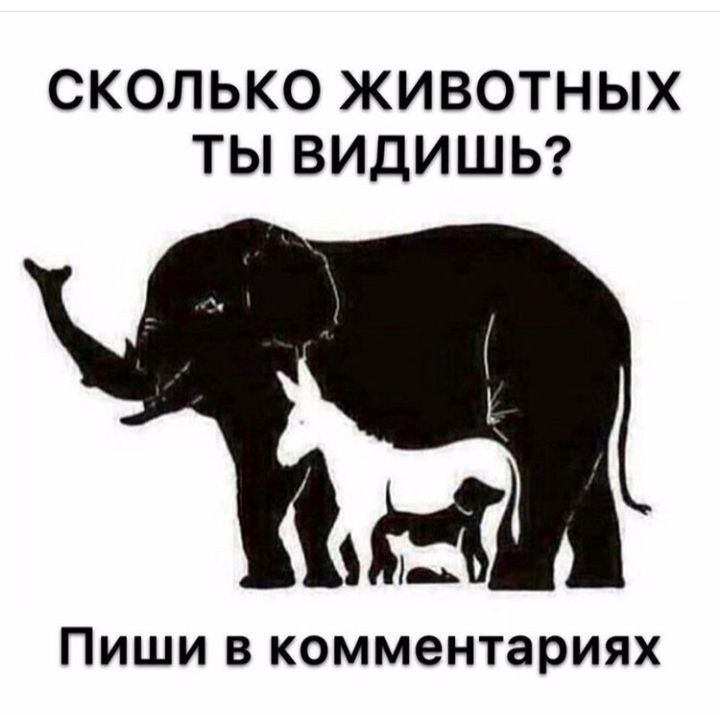 СКОЛЬКО ЖИВОТНЫХ ТЫ ВИДИШЬ ПИШИ В комментариях
