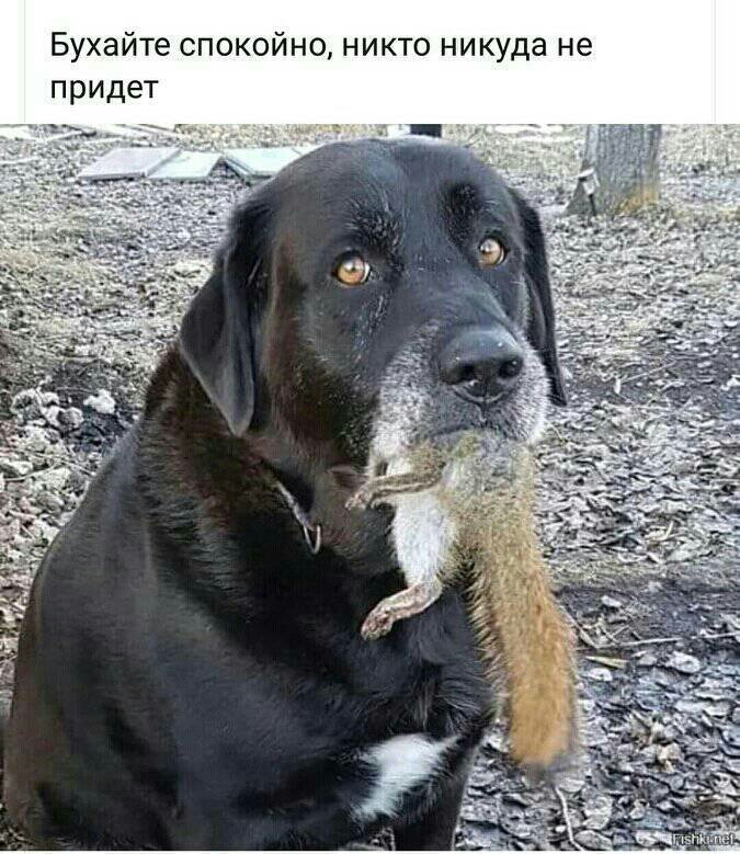 Бухайте с койно никто никуда не придет