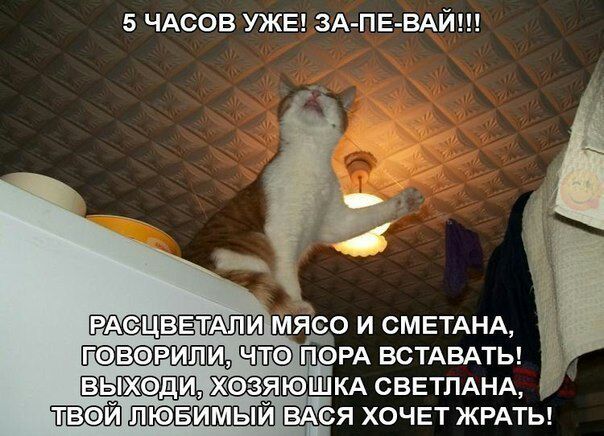 5 ЧАСОВ УЖЕ ЗА ПЕ ВАЙ мядо и СМЕТАНА пщ ПФРА ВСТАВАТЬ ъ Шюшкд СВЕТЛАНА 35 вдся хочвт ЖРАТЬ