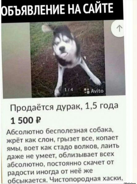 Продаётся дурак 15 года 1 500 Абсолютно бесполезная собака жрет как слон грызет все копает ямы воет ак стадо волков паить даже не умеет облизывает всех абсолютно постоянно скачет от радости иногда от неё же обсыкается Чистопородная хаски