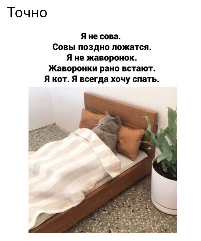 Точно Я не сова Совы поздно ложатся я не жаворонок Жаворонки рано встают Я кот Я всегда хочу спать