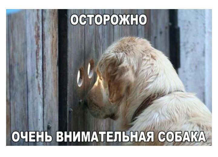 ОЧЕНЬ ВНИМАТЕЛЬНАЯСОБАКА М