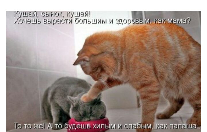 ідшайщына ину дашь выра шопьшим и чпор как мама _ ь То то же А то буцынн хипым и слабым как папаша