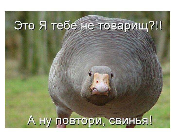 А ну монітори свинья