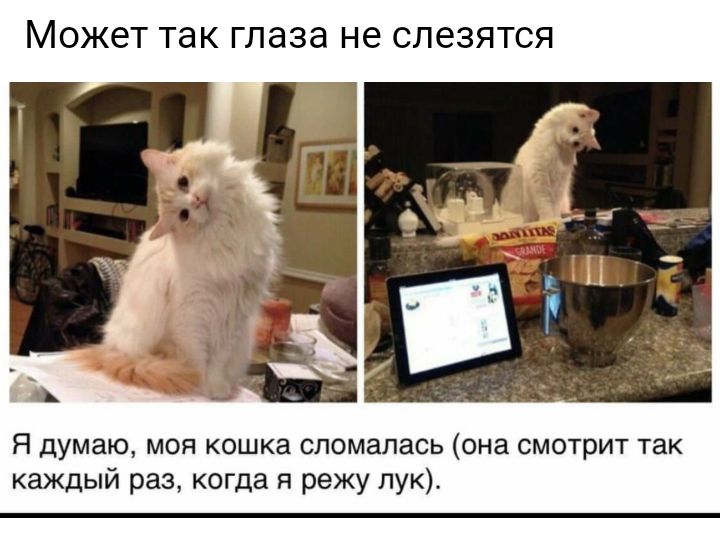 МОЖЭТ так глаза не СЛЭЗЯТСЯ Я думаю моя кошка сломалась она смотрит так каждый раз когда я режу лук