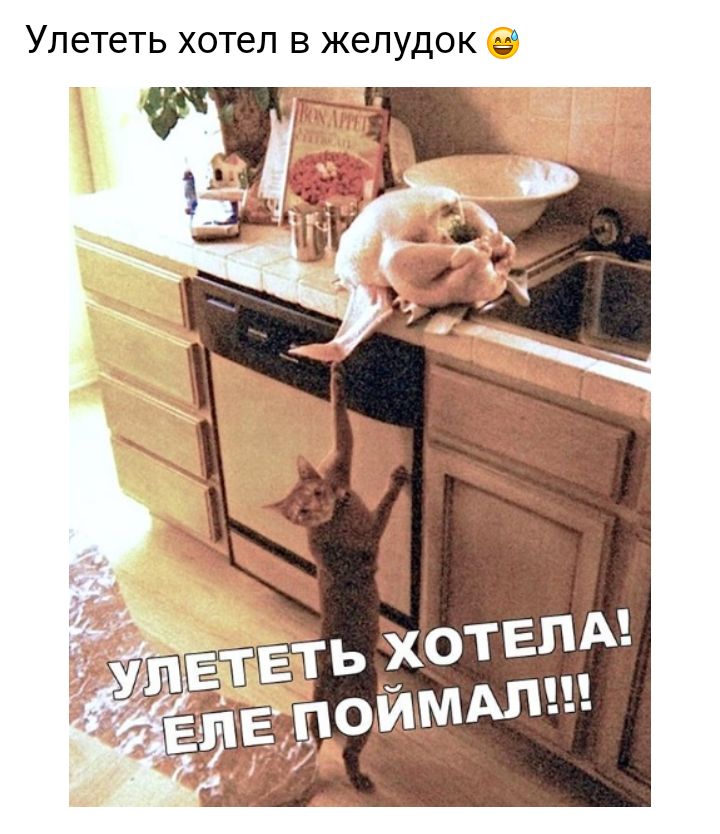 Улететь хотел В ЖЕЛУДОК